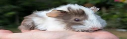 Guinea Pig rodents for sale: Gorgeous Guinea pig pups - Advert 5