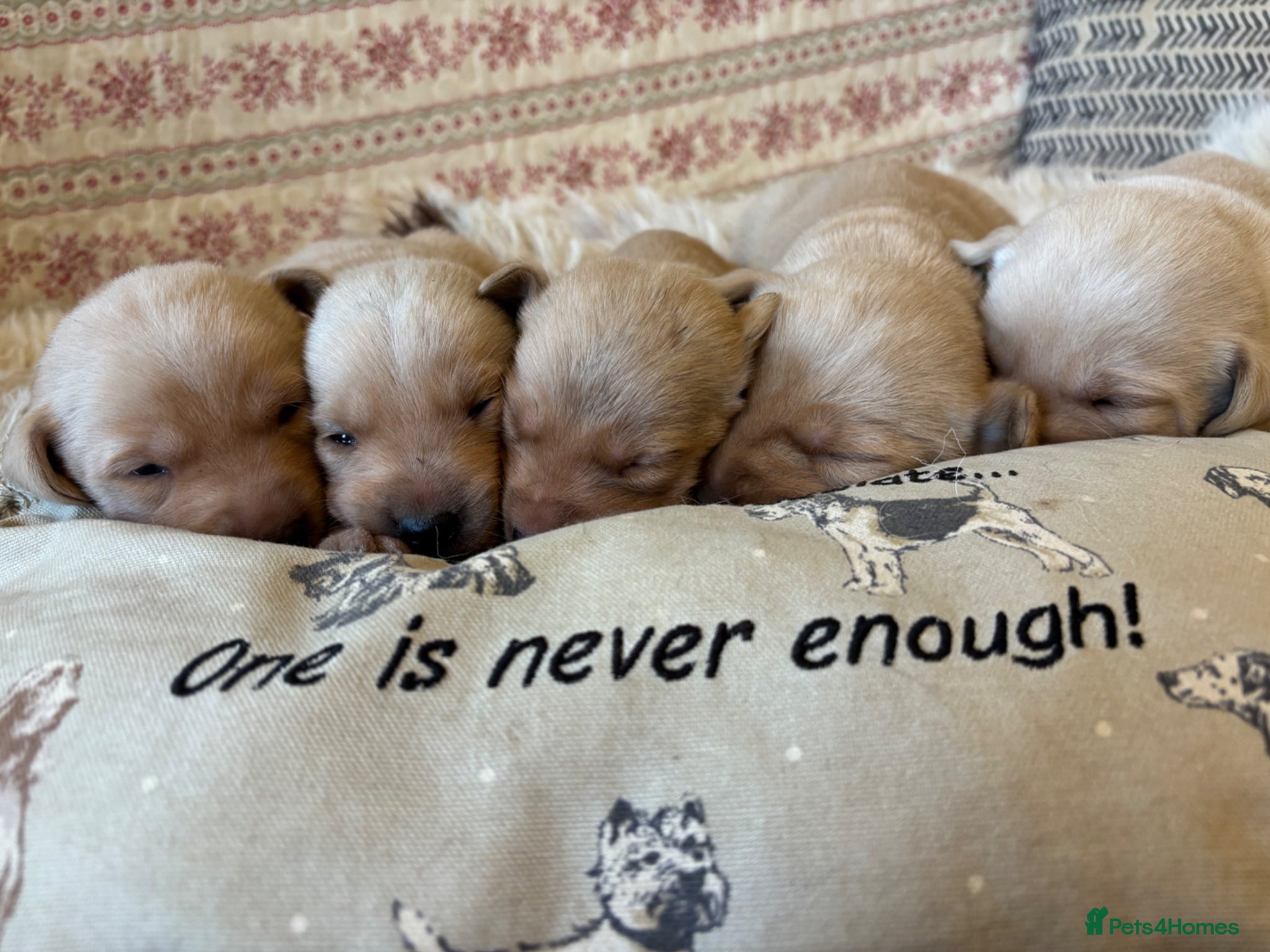 Labrador Retriever dogs KCReg Pedigree Labrador Pups Parents Health Tested - Advert 1