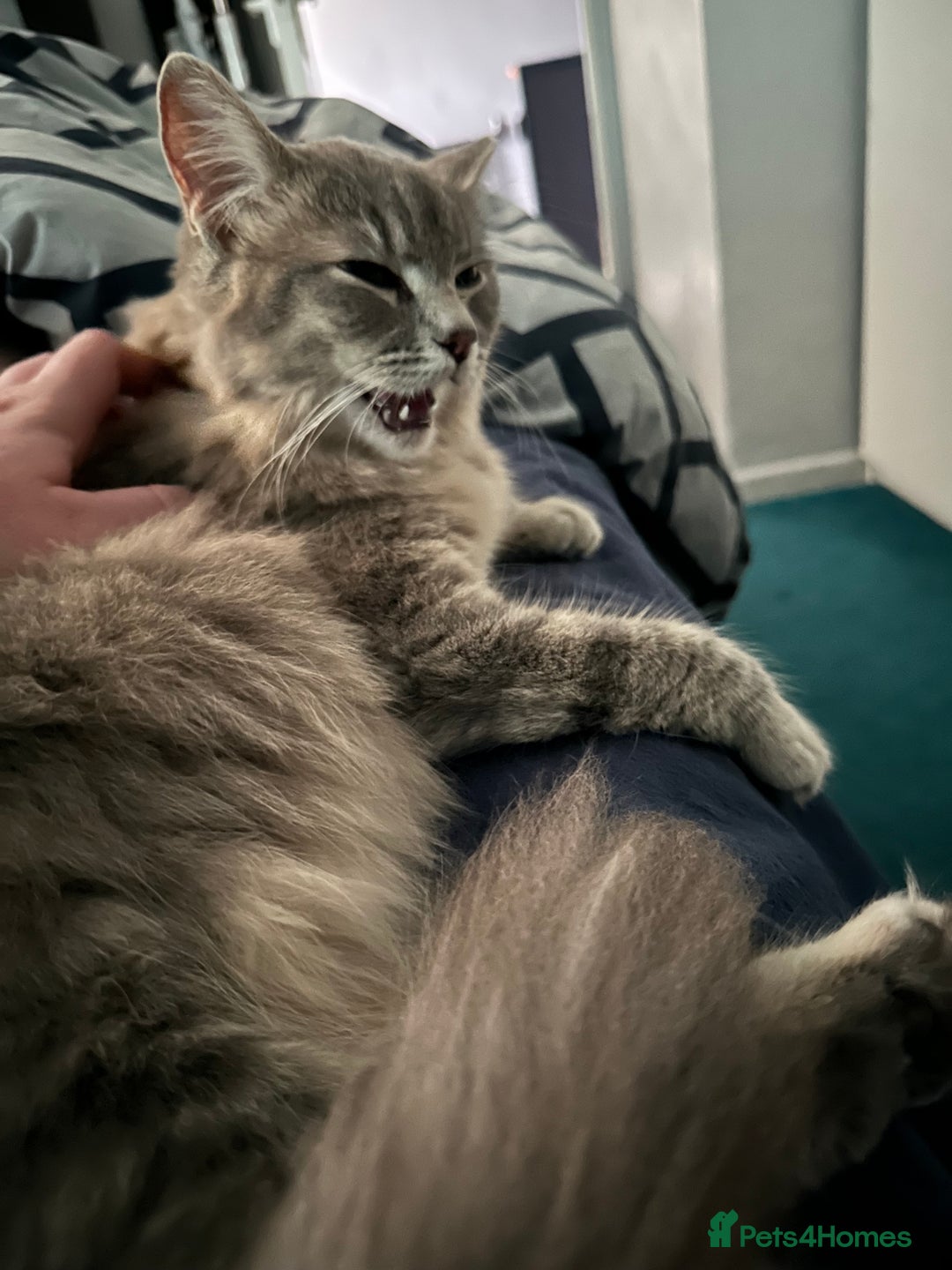 Ragdoll cats for sale: RARE RAGDOLL BABYS  - Image 11