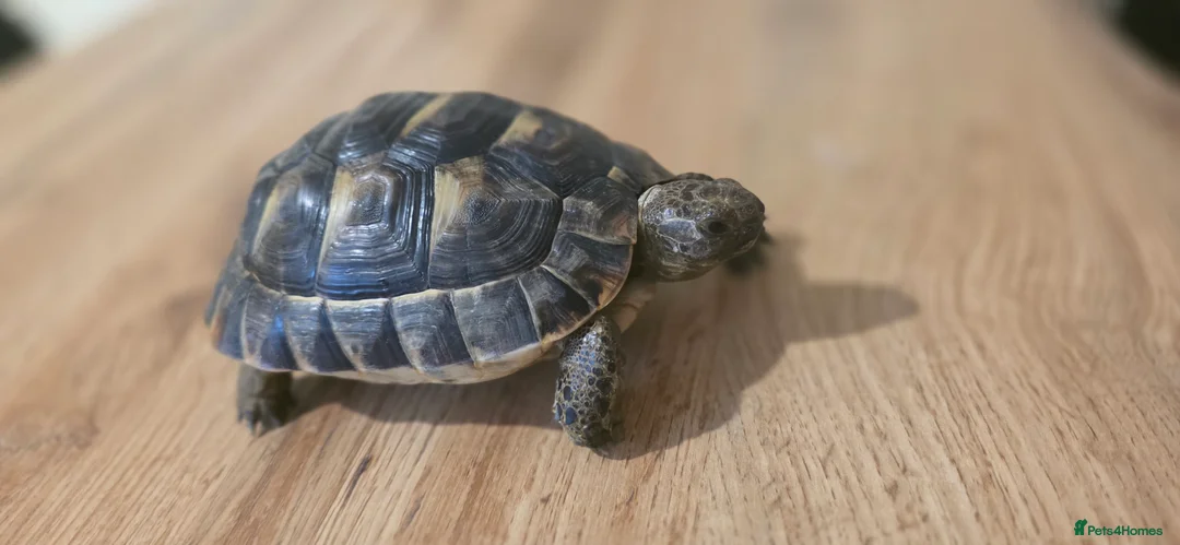 Tortoise reptiles for sale: Spur thighed tortoise  - Advert 2