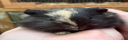 Guinea Pig rodents for sale: Baby guinea pigs  - Advert 7