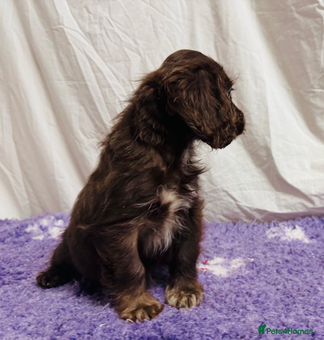 Cockapoo dogs for sale: Chocolate Merle Cockapoo Babies 🐾🐾🐾 - Image 15
