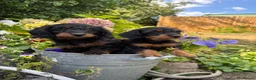 Doxiepoo dogs for sale: Adorable doxipoos  - Advert 22