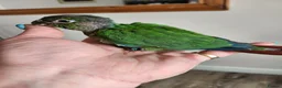 Conures birds for sale: Handreared conures - Advert 7