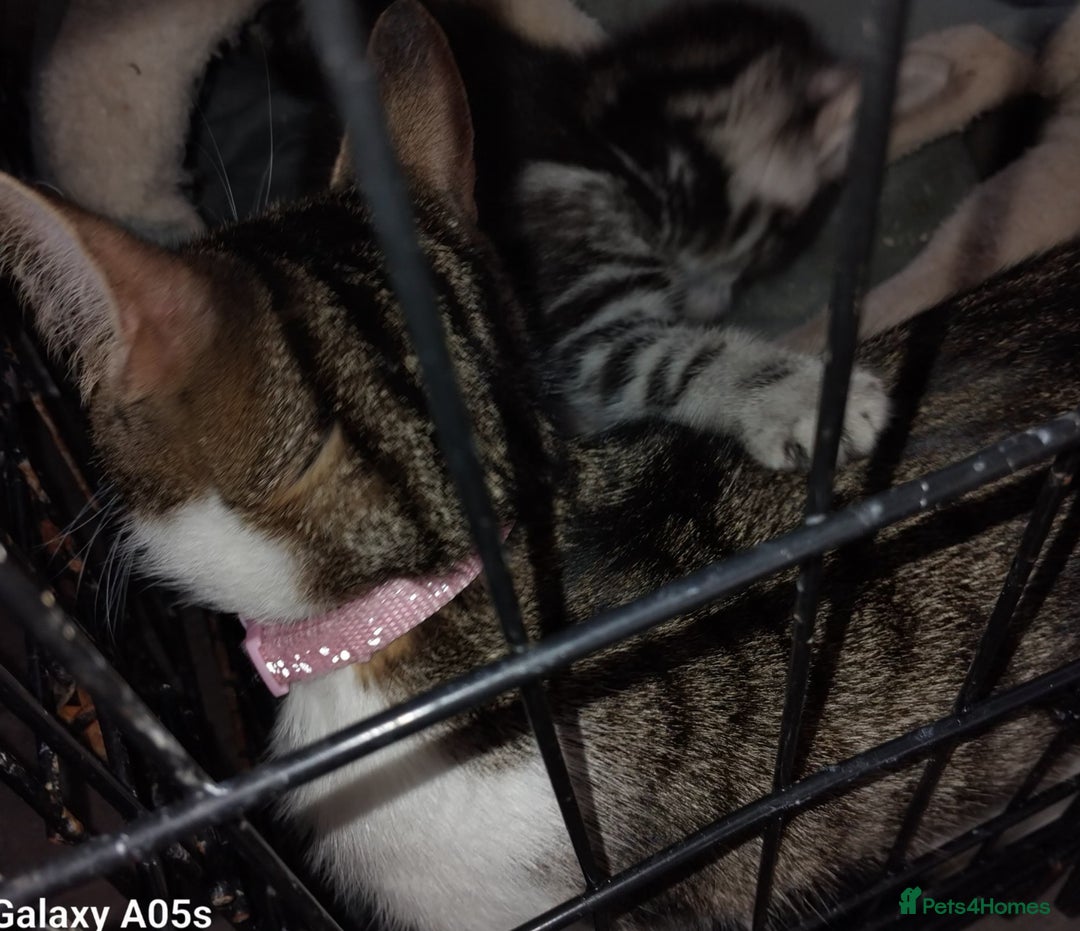 Mixed Breed cats for sale: Kitten  - Image 2
