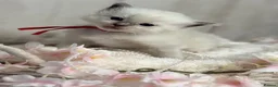 Ragdoll cats for sale: Blue Point and Mink Ragdolls  - Advert 7