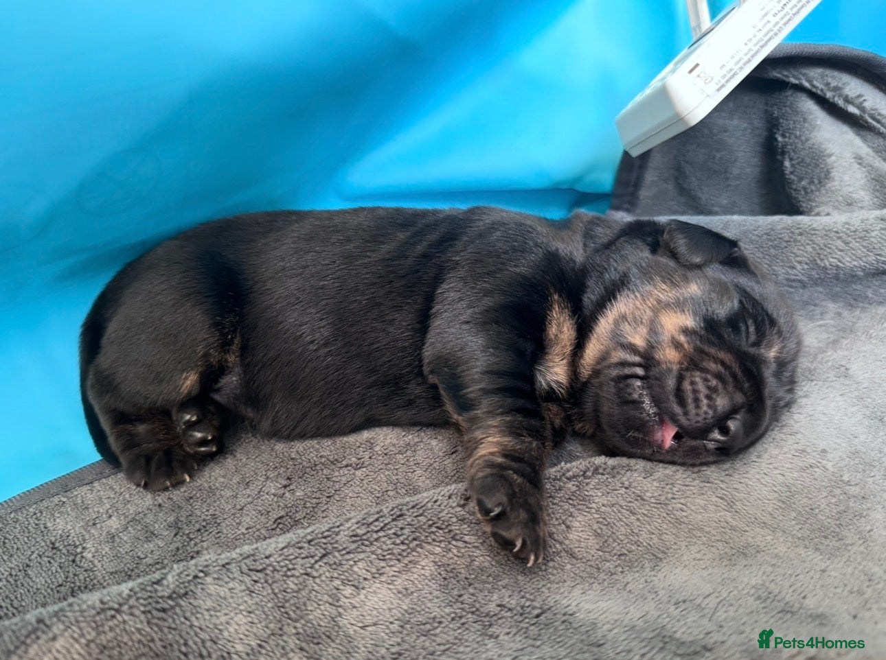 Goldador dogs GOLDADORABLES 💕 - Advert 2