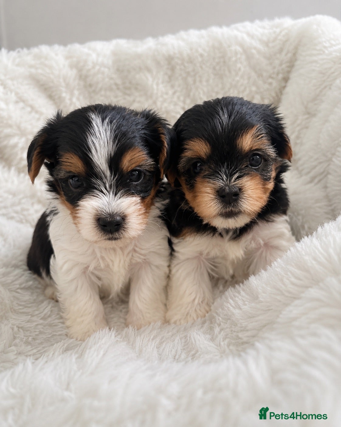 Biewer Terrier dogs ❤️Beautiful Biewer Terriers 1 Boy & 1 Girl❤️ - Advert 4