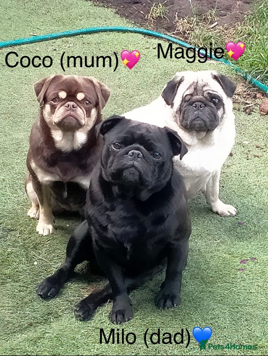Pug dogs for sale: 🐶 KC Registered Pug Puppies-Ready Now! 🐶 - Image 10