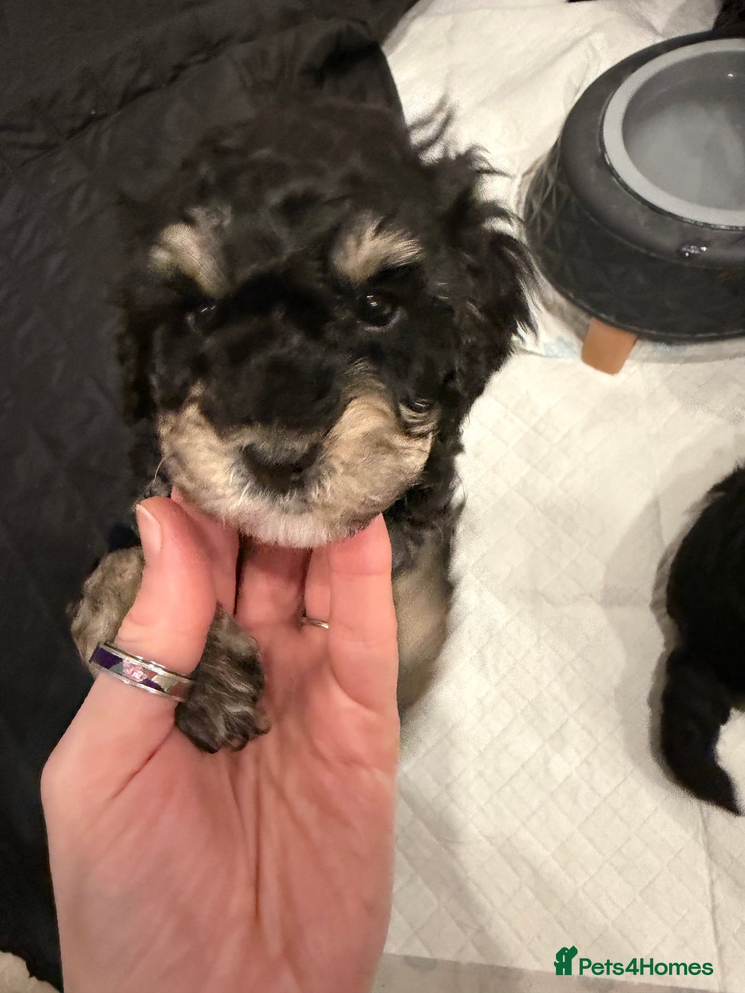 Poochon dogs for sale: Gorgeous Poochon puppies 2 girls 3 boys - Advert 3