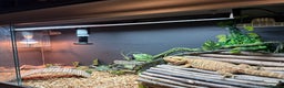 Bearded Dragon reptiles for sale: Bearded dragon and set up  - Advert 2
