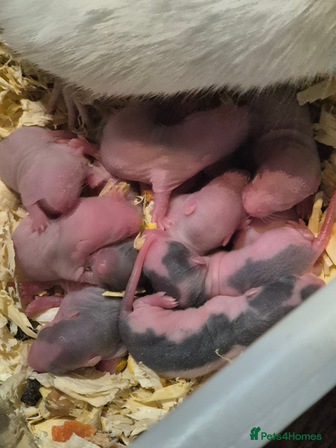 Rat rodents for sale: Beautiful babies for sale  - Advert 7