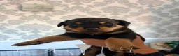 Rottweiler dogs for sale: Tilly’s puppies  - Advert 3