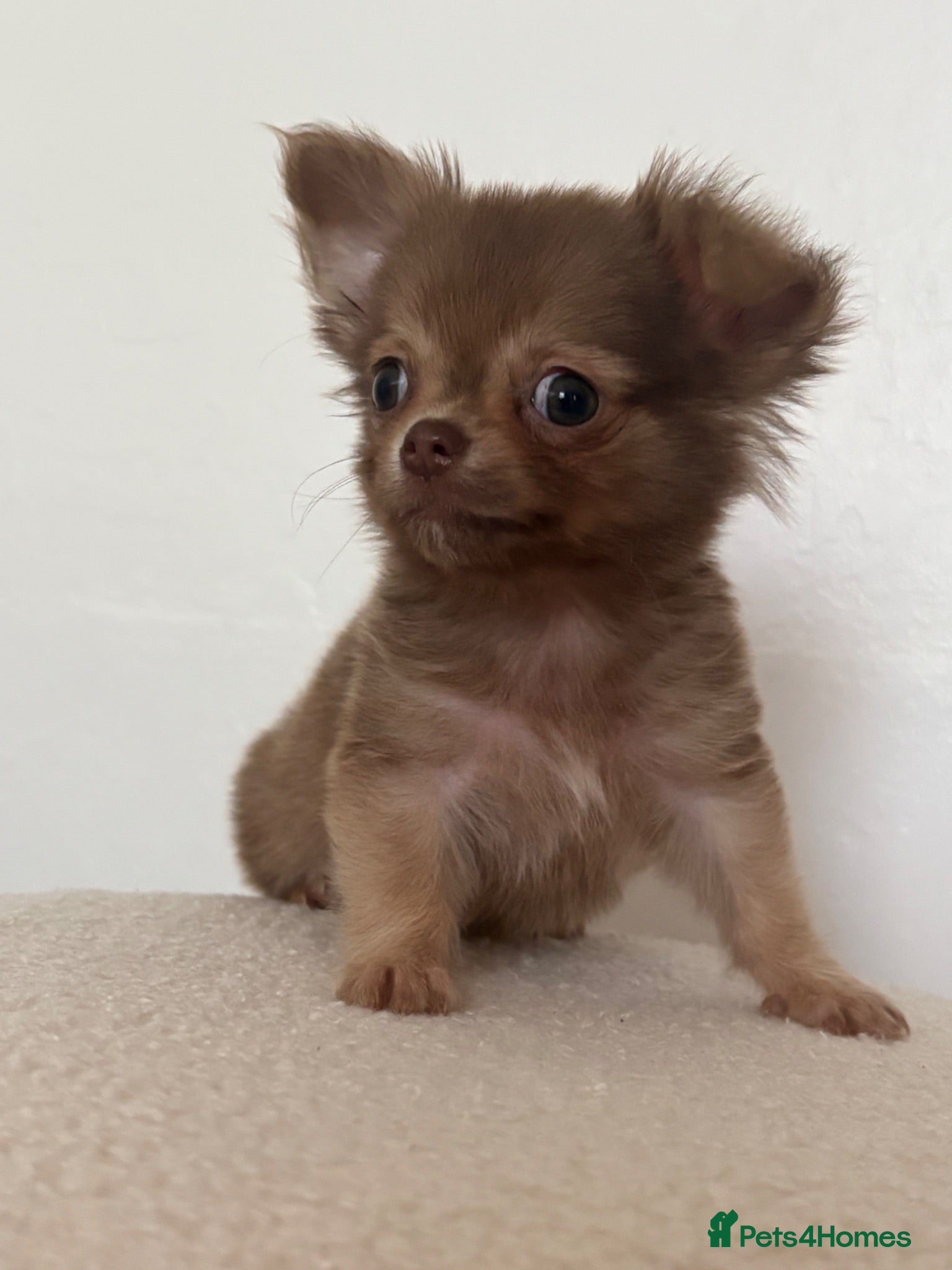 Chihuahua dogs Male chocolate sable long coat chihuahua  - Advert 16