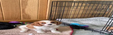 Cavalier King Charles Spaniel Puppy 2