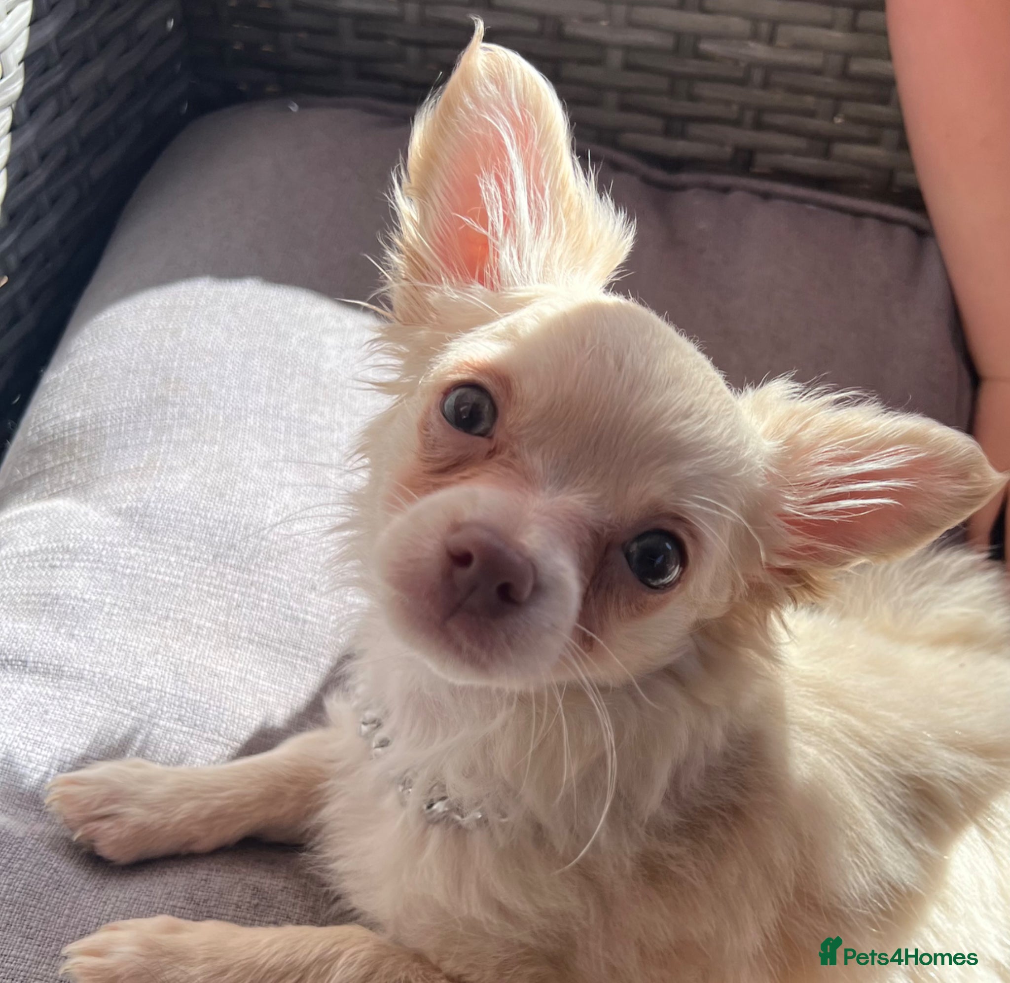Chihuahua dogs Beautiful long hair boy  - Advert 4