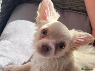 Chihuahua dogs Beautiful long hair boy - Advert 4
