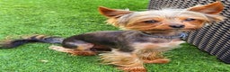 Yorkshire Terrier dogs for stud: Toffik ready for stud in Dagenham - Advert 1
