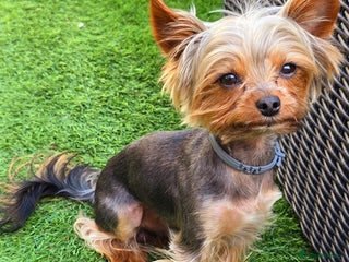 Yorkshire Terrier dogs in Dagenham - Advert 7