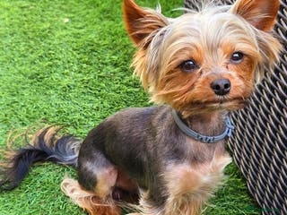 Yorkshire Terrier dogs Toffik ready for stud in Dagenham - Advert 18