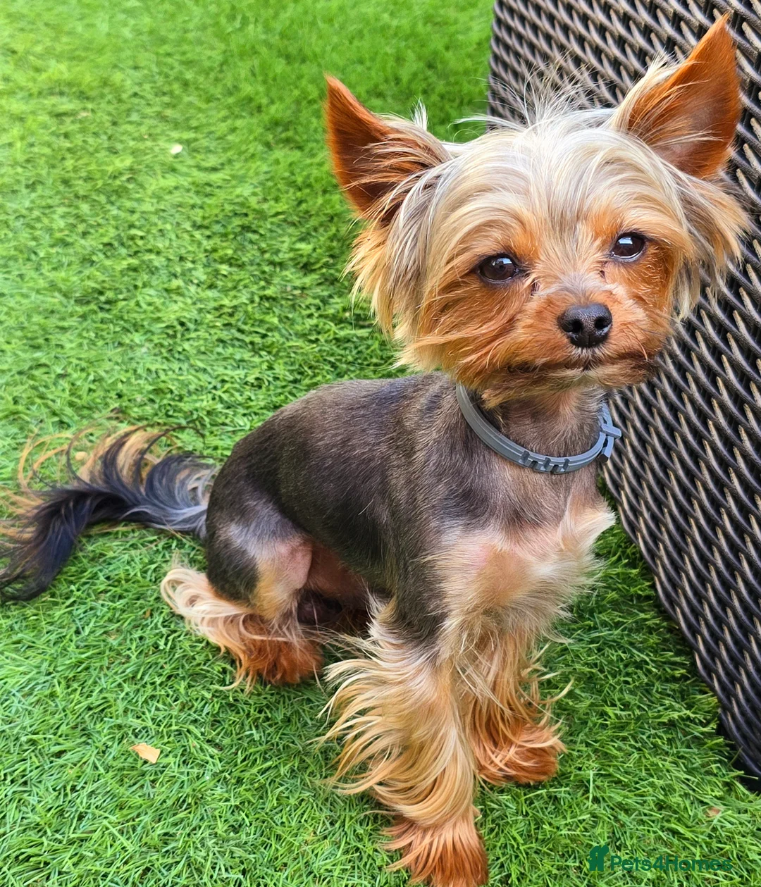 Yorkshire Terrier dogs for stud: Toffik ready for stud in Dagenham - Advert 1