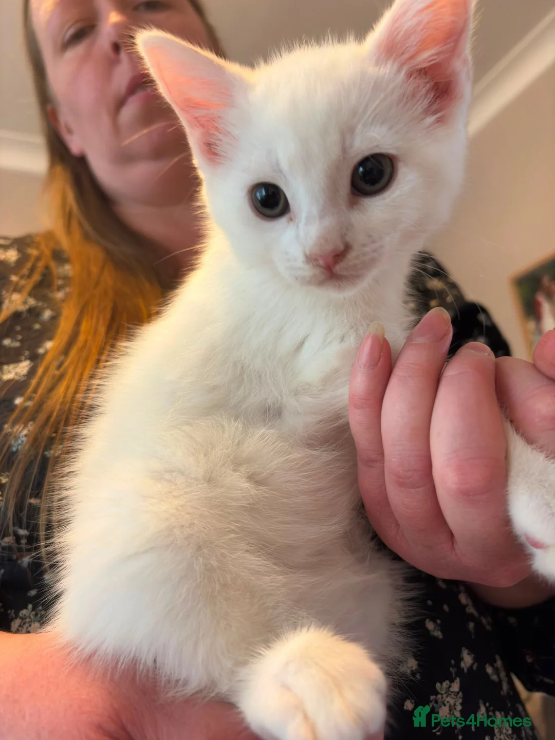 Mixed Breed cats for sale: Litter of 6 beautiful kittens - Advert 10