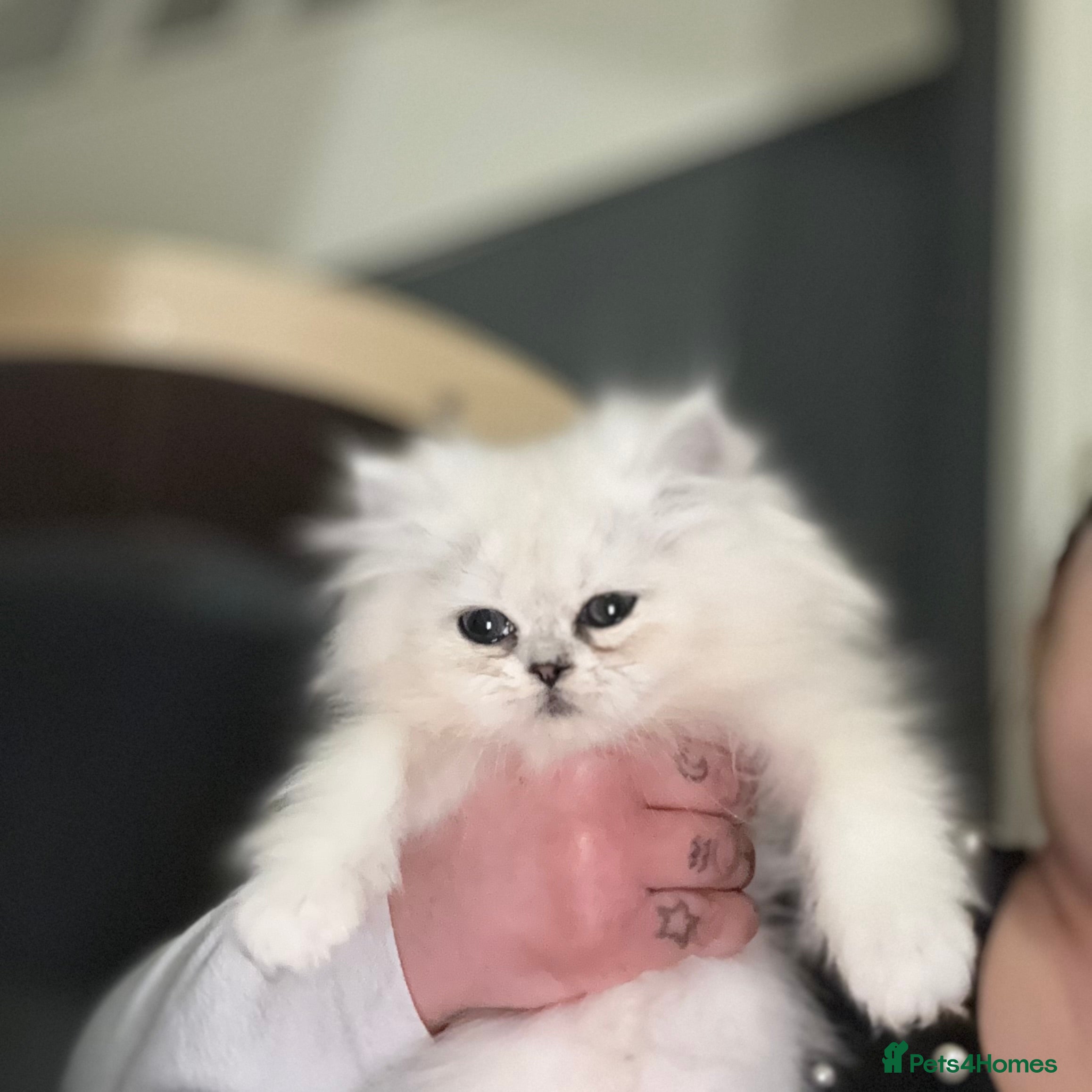 Persian cats Only 2 doll face silver tipped Persian chinchilla - Advert 7