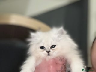 Persian cats Only 2 doll face silver tipped Persian chinchilla - Advert 7