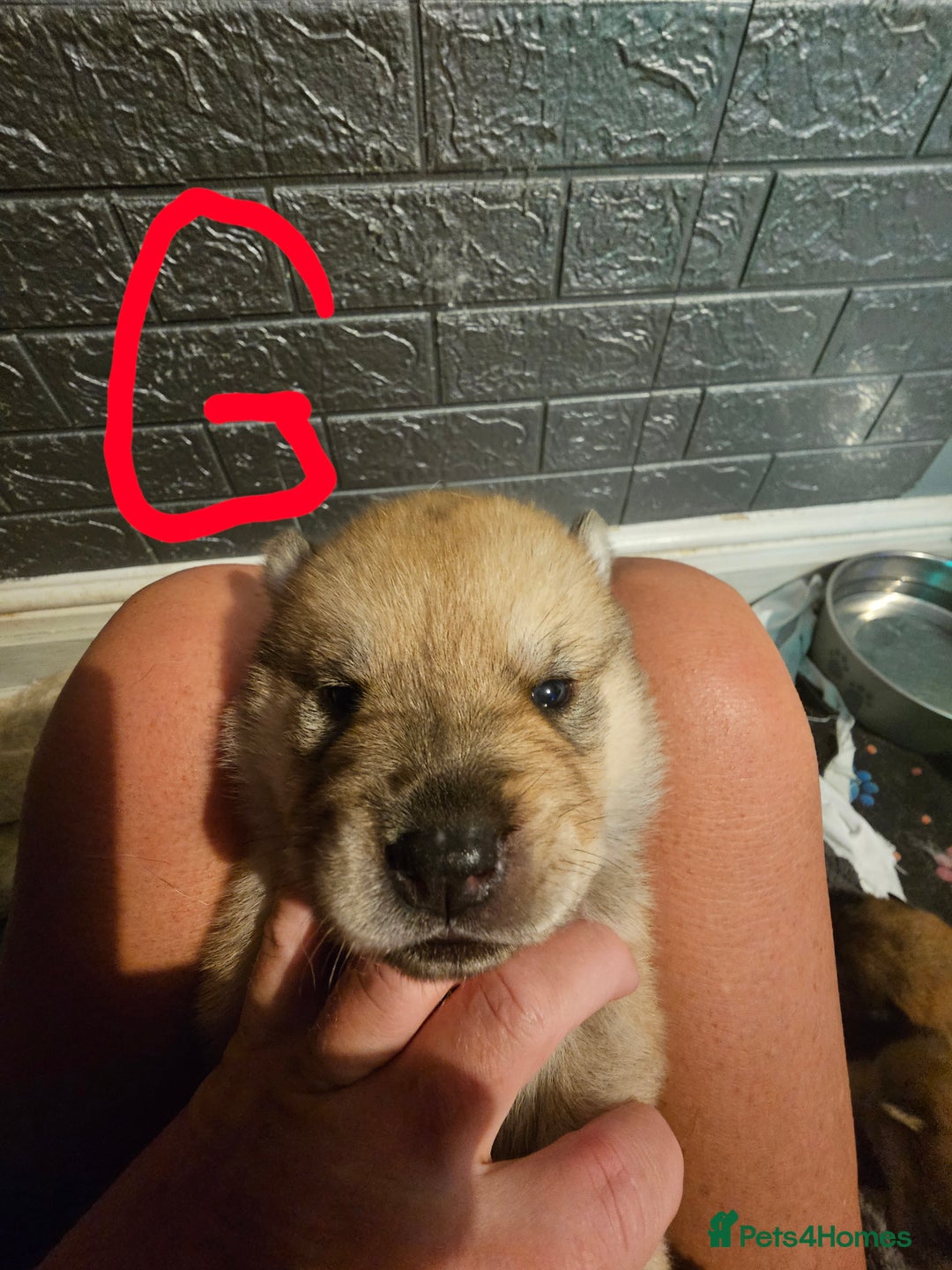 Mixed Breed dogs for sale: Chowsky chow chow x siberian husky  - Advert 7