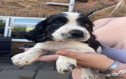 Sprocker dogs for sale: Sprocker pups ready 19th August  - Image 5