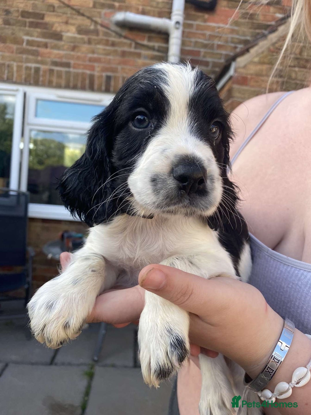 Sprocker dogs for sale: Sprocker pups ready 19th August  - Image 5