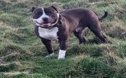 Staffordshire Bull Terrier dogs for sale: Staffy pups  - Image 4