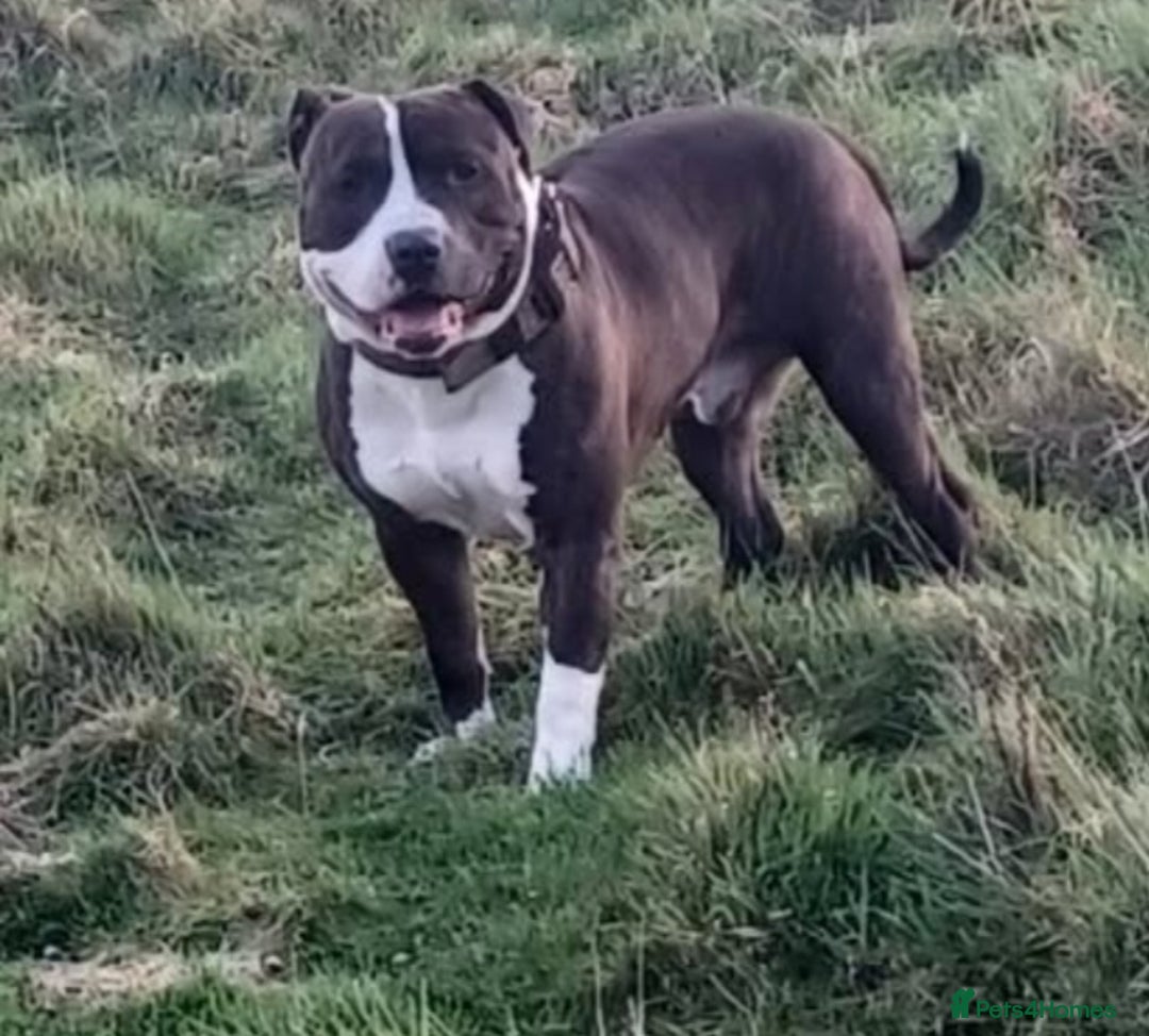 Staffordshire Bull Terrier dogs for sale: Staffy pups  - Image 4