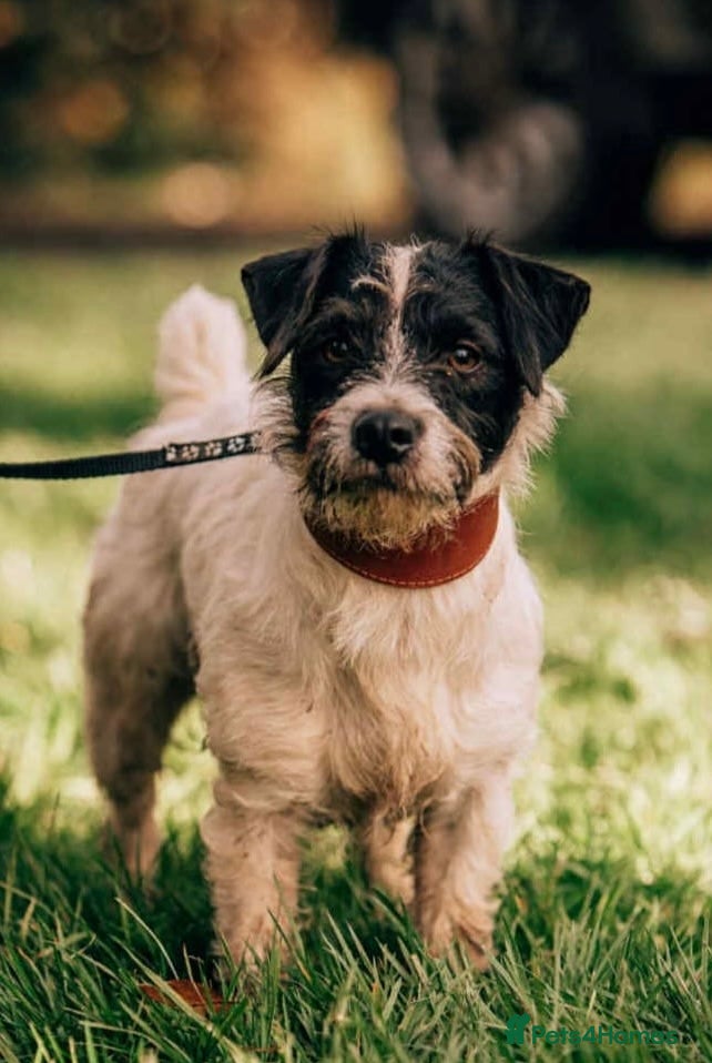 Patterjack dogs Patterjack working dog! - Advert 1