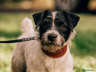 Patterjack dogs Patterjack working dog! - Advert 11