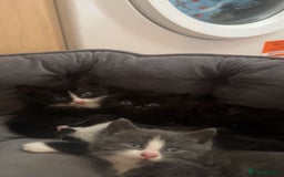 Mixed Breed cats for sale: 5 kittens - Image 1