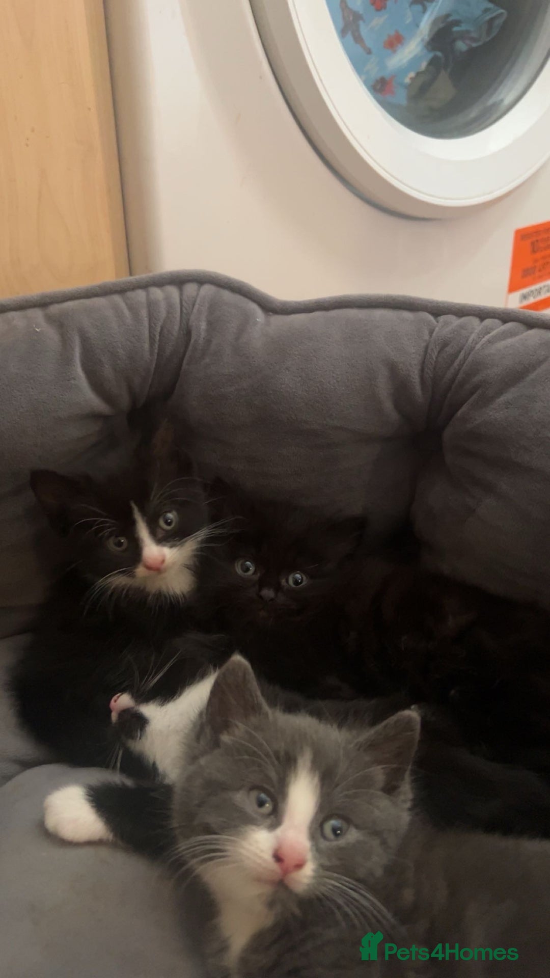Mixed Breed cats for sale: 5 kittens - Image 1