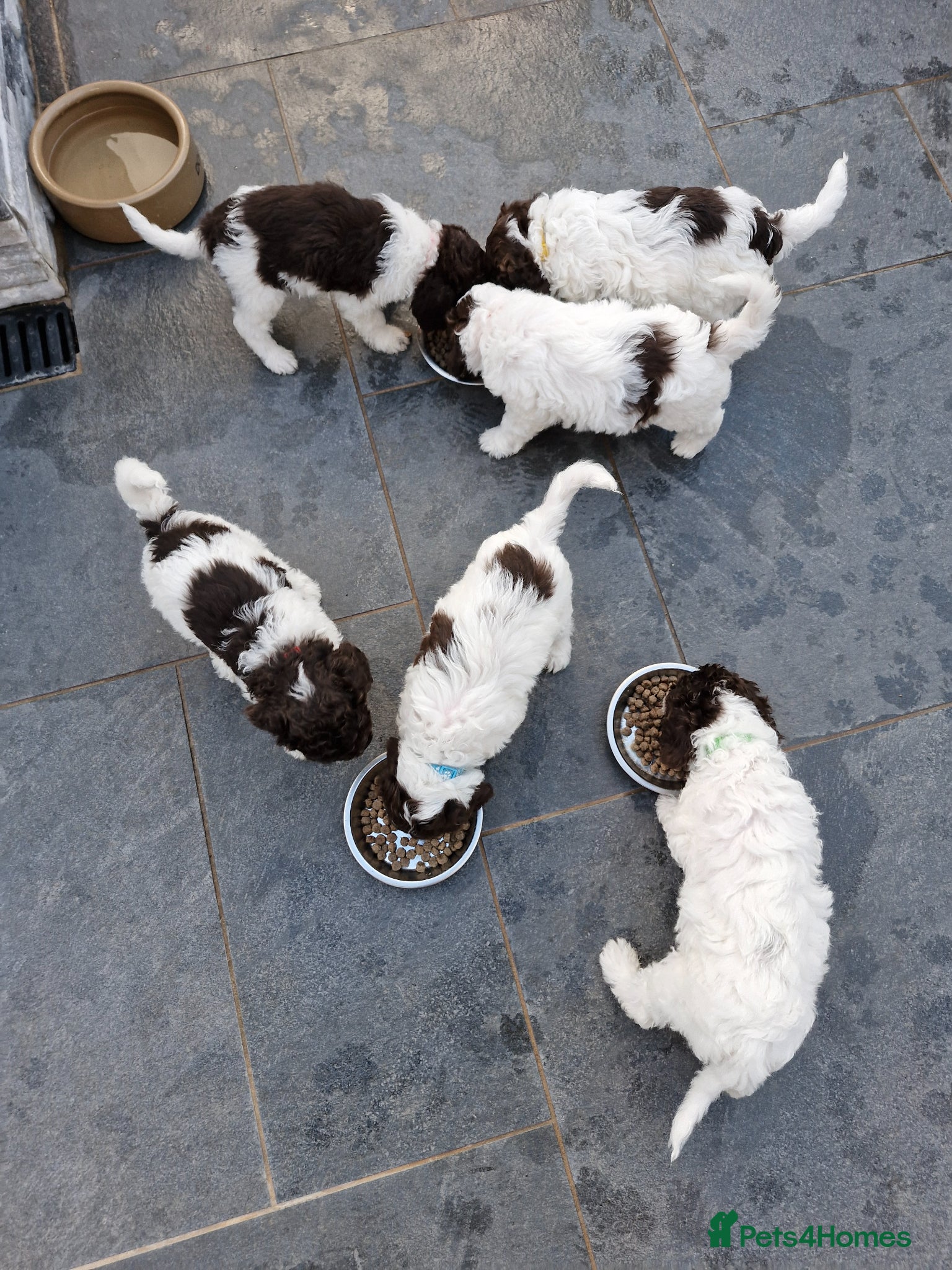 Sproodle dogs 🐾 last 2 adorable Sproodle Puppies 🐾 - Advert 2