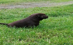 Labrador Retriever dogs for sale: 6 Adorable Chocolate Labs for Sale - Image 30