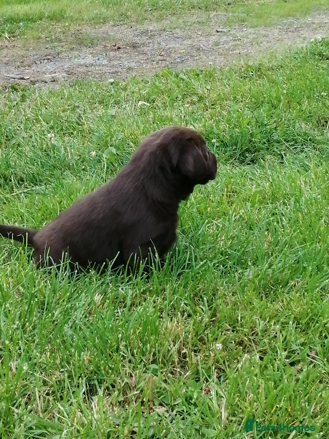 Labrador Retriever dogs for sale: 6 Adorable Chocolate Labs for Sale - Image 30