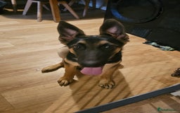 German Shepherd dogs for sale: German shepherd male - Image 1