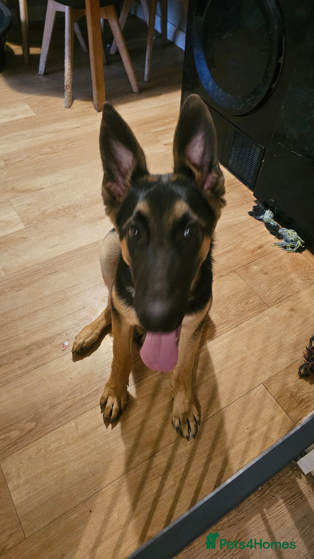 German Shepherd dogs for sale: German shepherd male - Image 1