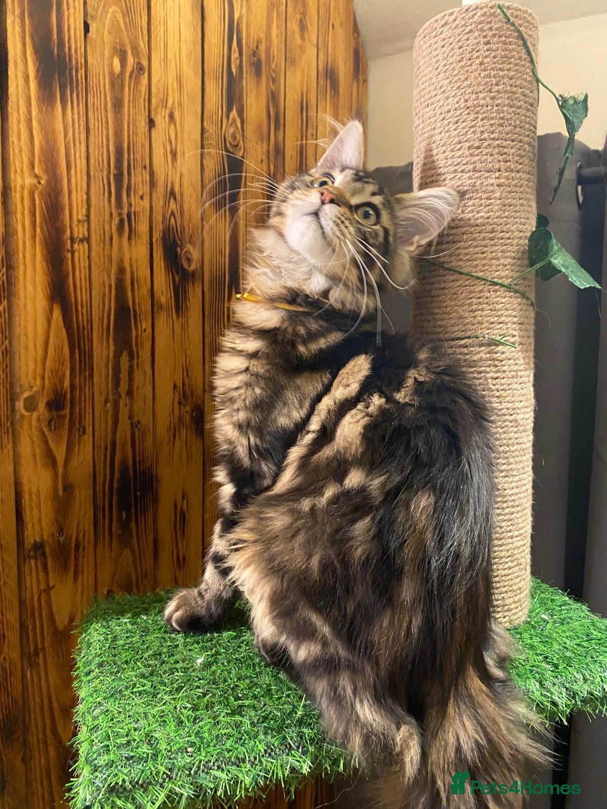 Maine Coon cats Gccf registered maine coon babies 1 LEFT - Advert 16