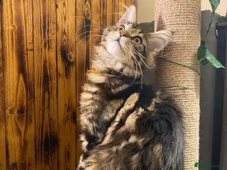 Maine Coon cats Gccf registered maine coon babies 1 LEFT - Advert 16