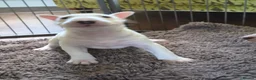 Bull Terrier dogs for sale: Outstanding Quality Bull Terrier Puppies - Advert 12