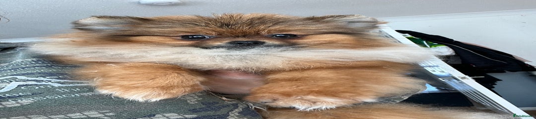 Pomeranian Puppy 2