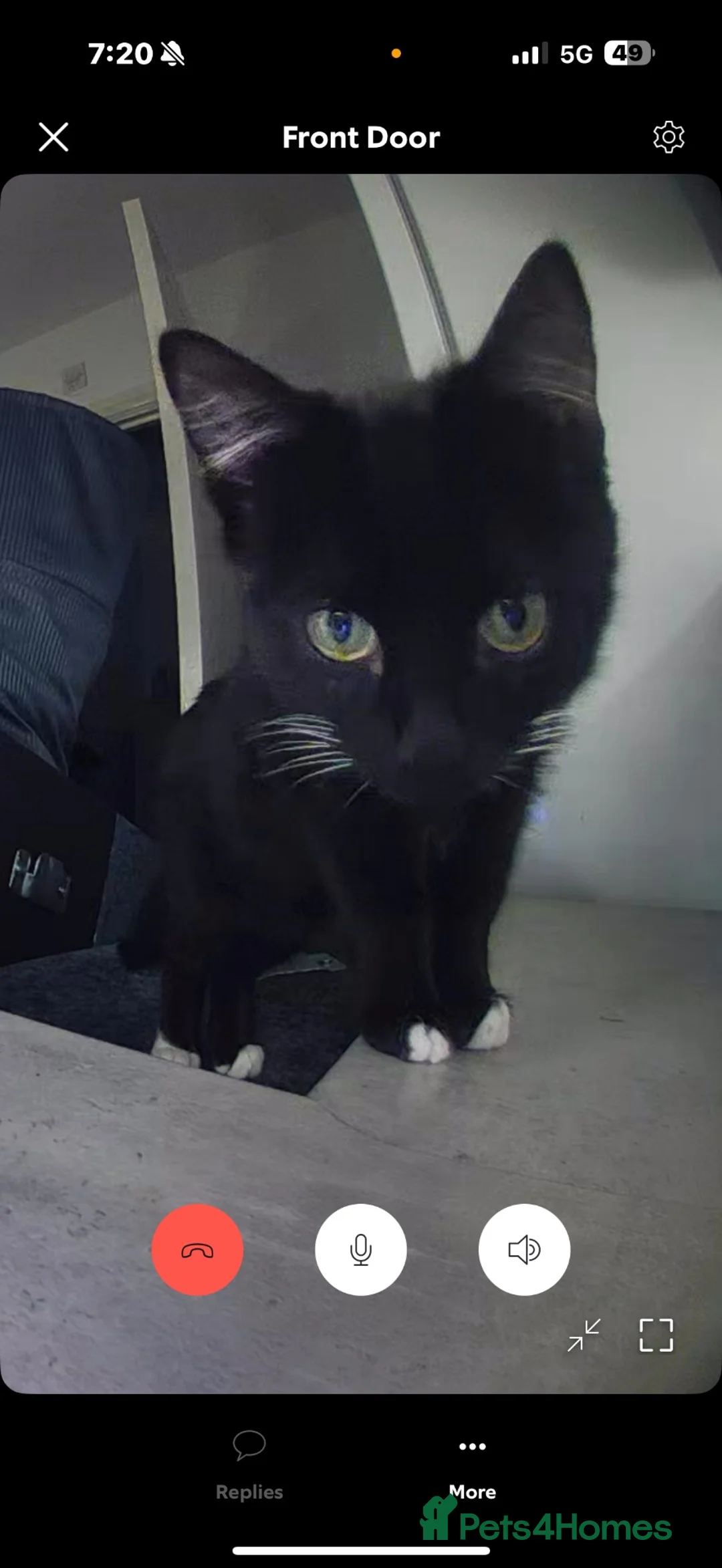 Mixed Breed cats for sale: Socks  - Advert 2