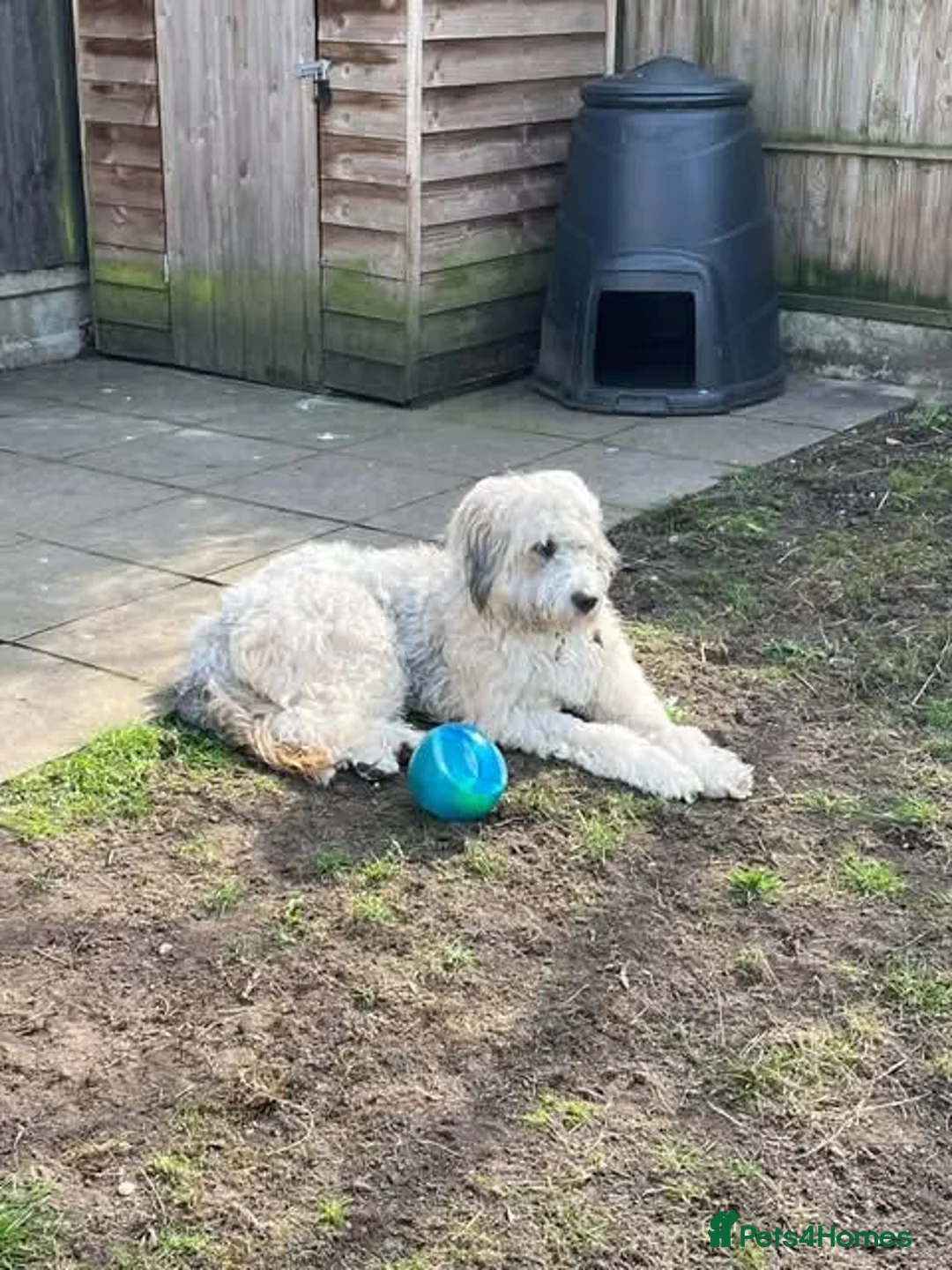 Mixed Breed dogs for adoption: Meet Jack, currently residing in London in London - Advert 9