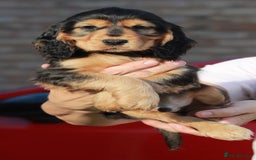 Cocker Spaniel dogs for sale: Full Cocker Spaniels Puppies  - Image 22