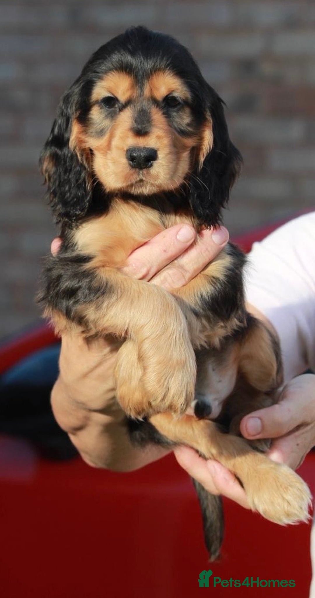 Cocker Spaniel dogs for sale: Full Cocker Spaniels Puppies  - Image 22